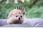 Roblox Animal Fans!!
