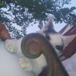 何?!