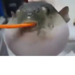 Fishy Carrot