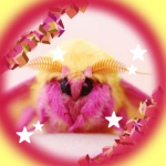 Rosy maple moth group