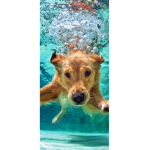 Join if you like doggies