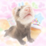 the silly ferrets<3