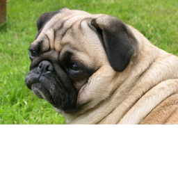 pug land
