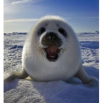 seals r kool