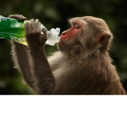Monkey Hangout