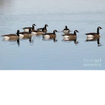 The Goose Brotherhood