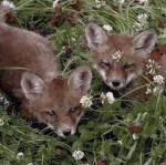 ~Fox Hive~