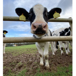 The People Of Dairy