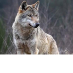 AlphaLupi