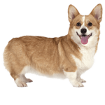 corgis are the best