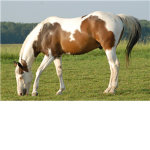 paint horse fans