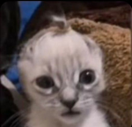 hazel CAT