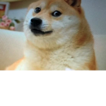 Doge gives away bobux