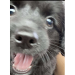 POKÉMON friends group