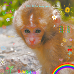 ·Preppy Monkeys·