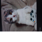 Cat games studios