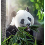 BLACK PANDAS