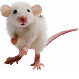 Mouses united Show Raids And More