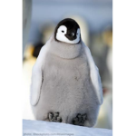 penguin fan hub