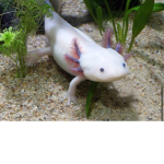 Axolotl group/club/squad