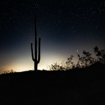 Twisted_Cacti Fan Group