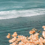 Ocean tropical friend!