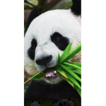 Nat the panda man group