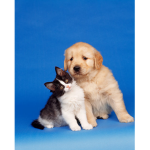 you shoud love cats and dogs
