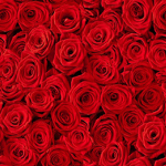 ~ Roses with Thorns ~
