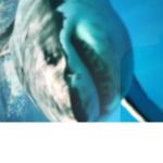 The Shark Army/Squad! :D