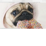 Cute,Cuddly,And lovingly Pugs