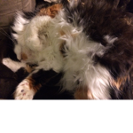 The floofs of righteousness <3