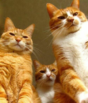 The Purrfect Syndicate