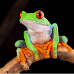 Watermelon Frogs