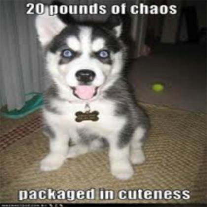 Funny Dog Roblox decal