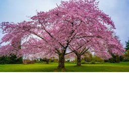 The Sakura Tree (hangout)