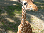 jumping girafes