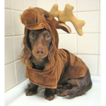 Te MOOSE DOGE army