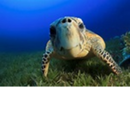 Turtle/Creeper home