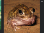 FROGGOS!! :D