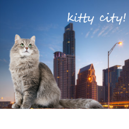 Kitty City