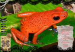 Strawberry Frogss