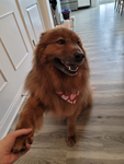 SUP DOGEE