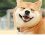 War Doge Studios