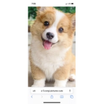 The finest corgis