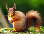 Squirrels are superior