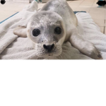 Seal group.