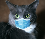 Diabetes The Cat