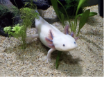 Axolotl culture
