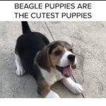 Best friend beagles!
